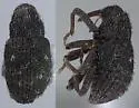 Sudus floridanus - photo 3