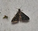 Sufetula carbonalis - Hodges#5120.1