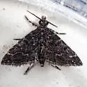 Sufetula carbonalis - Hodges#5120.1 - photo 2