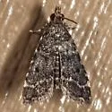 Sufetula carbonalis - Hodges#5120.1 - photo 3