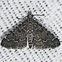 Sufetula carbonalis - Hodges#5120.1 - photo 4