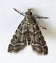Sufetula carbonalis - Hodges#5120.1 - photo 5