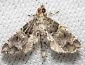 Sufetula diminutalis - Hodges#5120