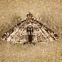 Sufetula diminutalis - Hodges#5120 - photo 2