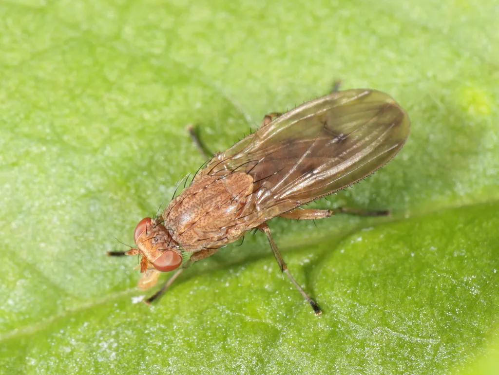 Suillia affinis - photo 2