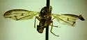Suillia apicalis