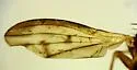 Suillia apicalis - photo 2