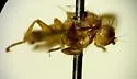 Suillia apicalis - photo 3