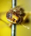 Suillia apicalis - photo 4