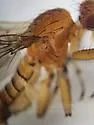 Suillia apicalis - photo 5