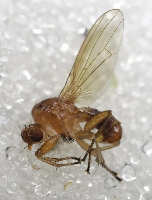 Suillia bicolor