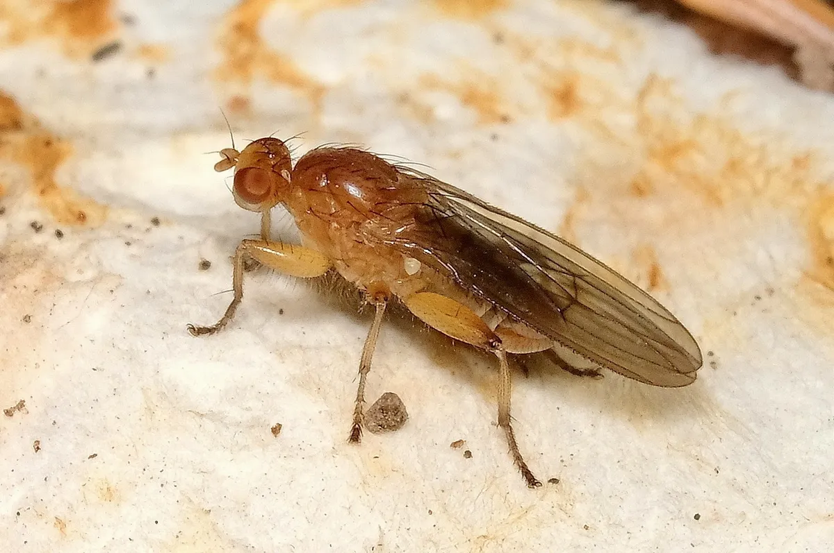 Suillia convergens