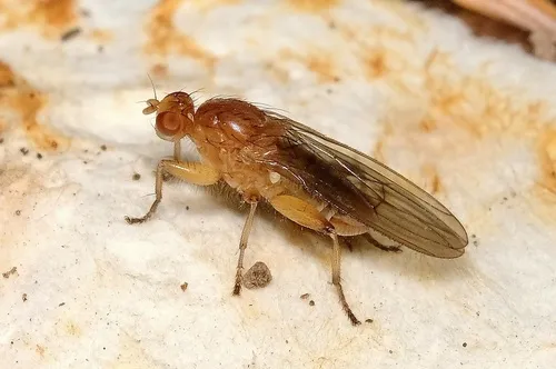 Suillia convergens - photo 2