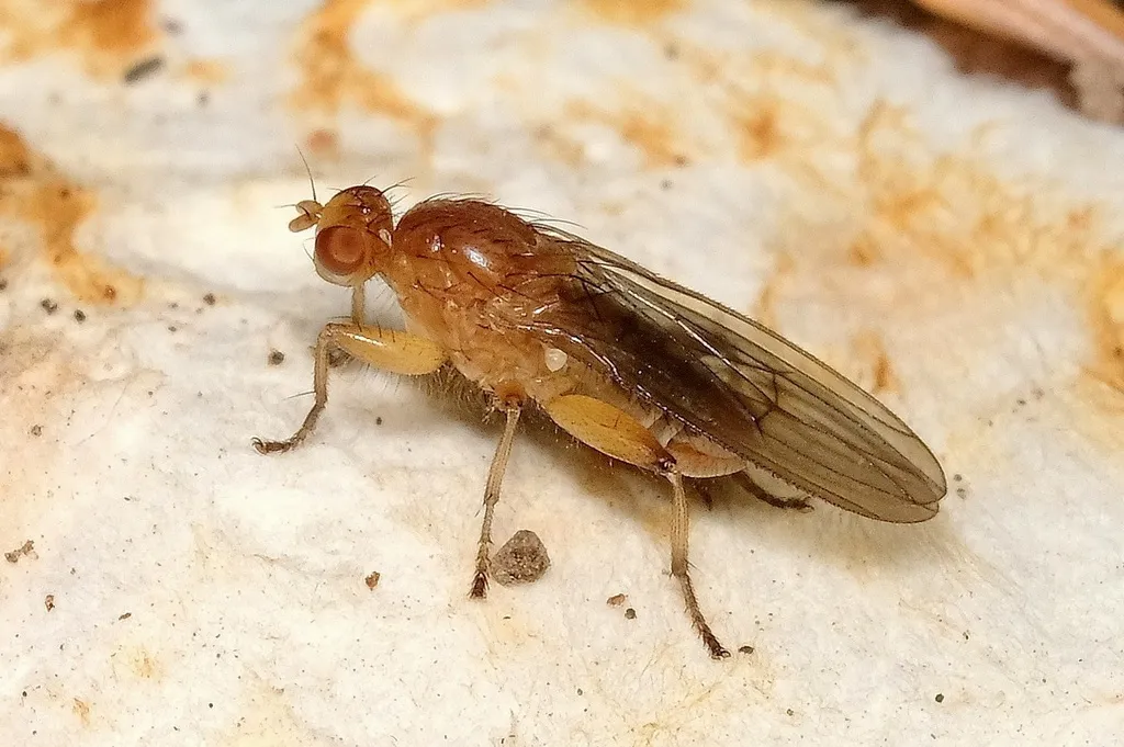 Suillia convergens - photo 3