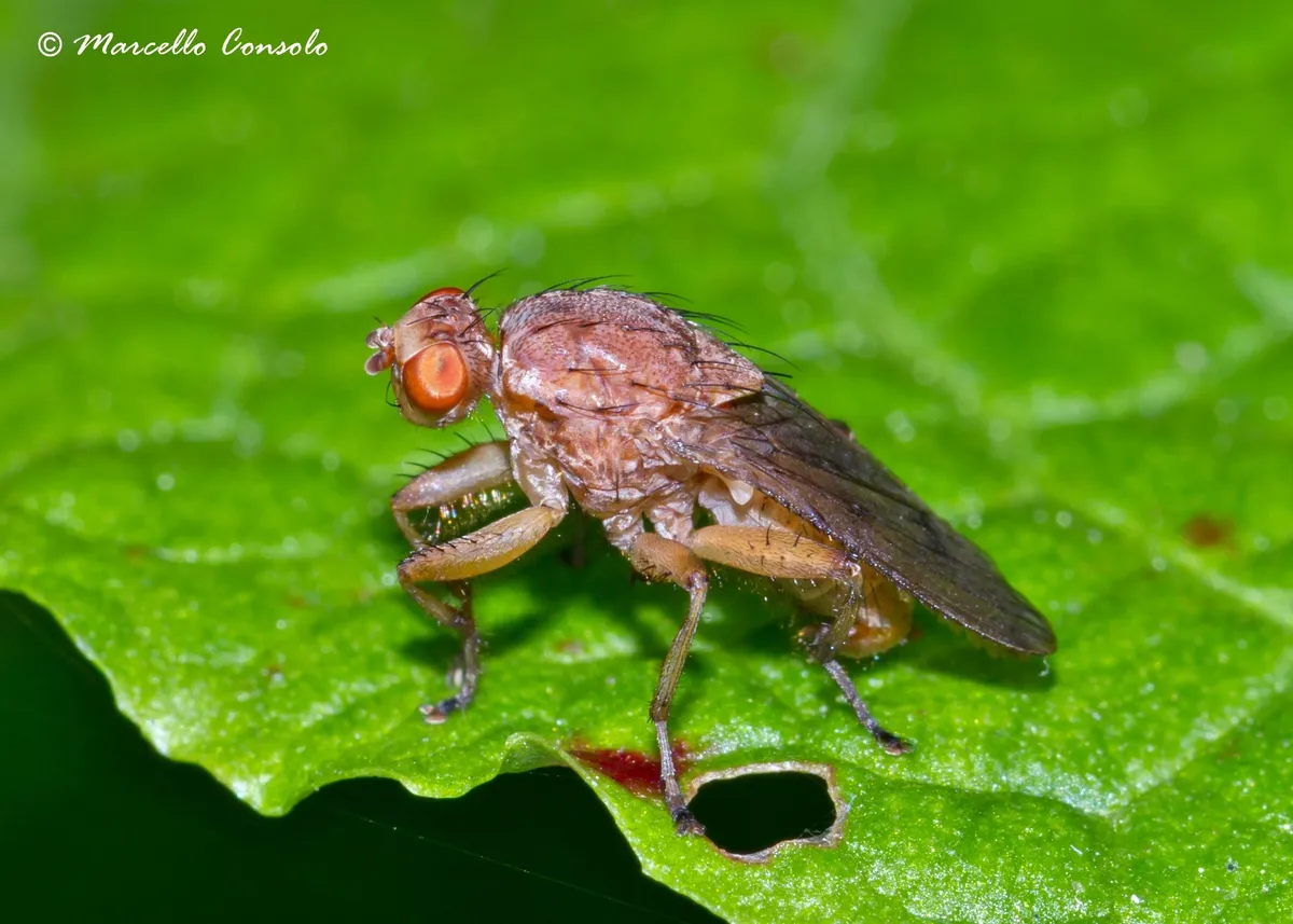 Suillia gigantea - photo 3