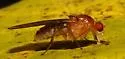 Suillia laevis