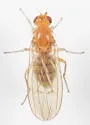 Suillia laevis - photo 2