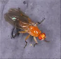 Suillia laevis - photo 3