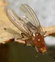Suillia laevis - photo 4