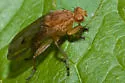 Suillia longipennis