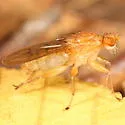 Suillia longipennis - photo 2