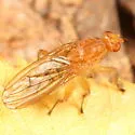 Suillia longipennis - photo 3