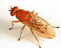 Suillia longipennis - photo 4