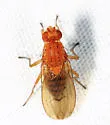 Suillia longipennis - photo 5