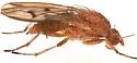 Suillia nemorum - photo 2