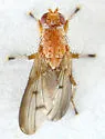 Suillia nemorum - photo 4