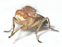 Suillia nemorum - photo 5