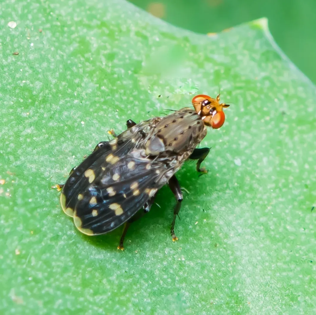 Blackwing Rottingfly - photo 3