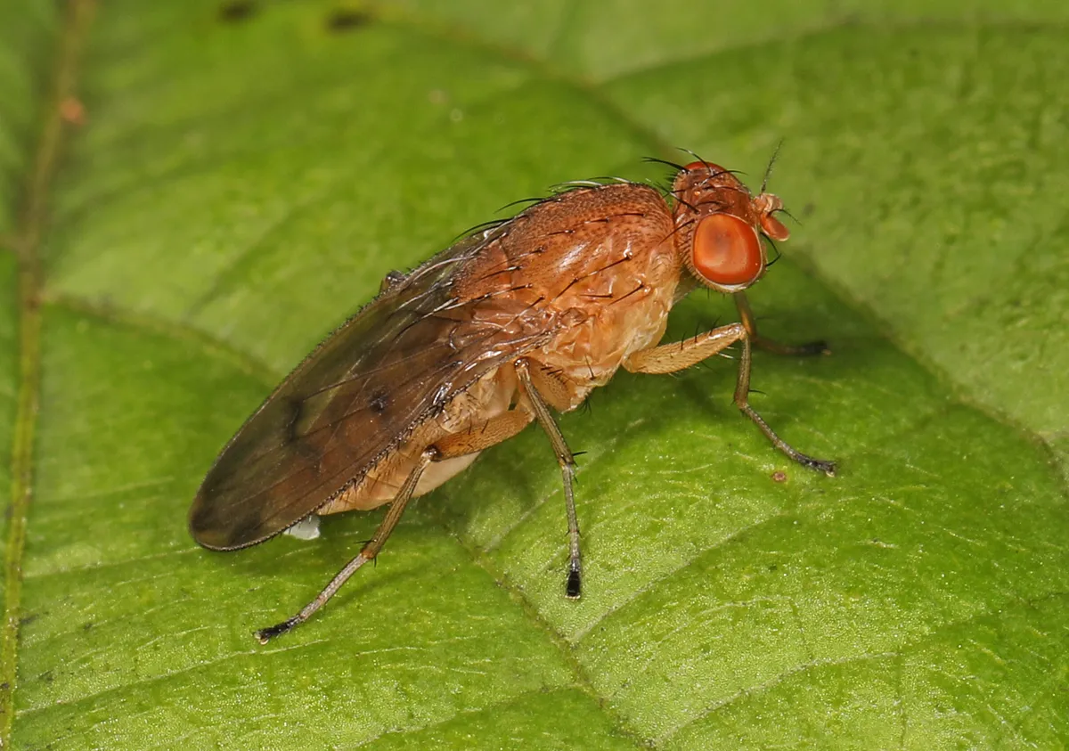 Suillia quinquepunctata - photo 2