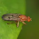 Suillia sororcula