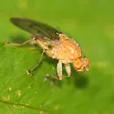 Suillia sororcula - photo 2