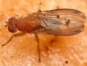 Suillia sororcula - photo 3