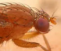 Suillia sororcula - photo 4