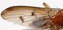 Suillia sororcula - photo 5