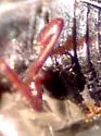 Sulcacis curtulus - photo 5