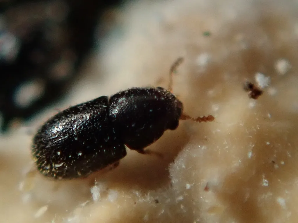 Sulcacis fronticornis - photo 2