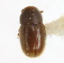 Sulcacis lengi