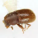 Sulcacis lengi - photo 2