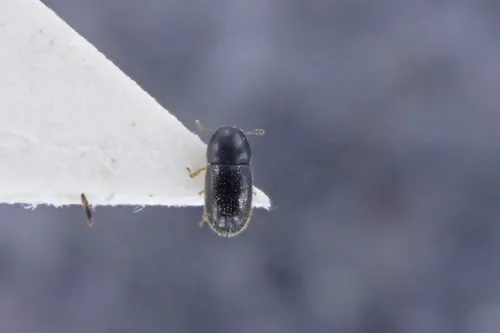 Sulcacis nitidus