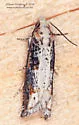 Suleima cinerodorsana - Hodges#3217