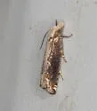 Suleima cinerodorsana - Hodges#3217 - photo 3