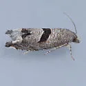 Sunflower Bud Moth - Hodges#3212