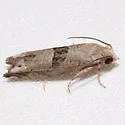 Sunflower Bud Moth - Hodges#3212 - photo 2
