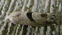 Sunflower Bud Moth - Hodges#3212 - photo 3