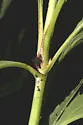 Sunflower Bud Moth - Hodges#3212 - photo 4