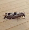 Sunflower Bud Moth - Hodges#3212 - photo 5
